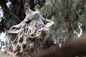SacZoo_PH23_IMG_2592-Enhanced-NR.jpg