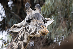 SacZoo_PH23_IMG_2594-Enhanced-NR.jpg