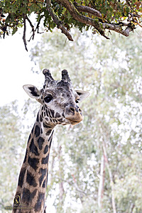 SacZoo_PH23_IMG_2595-Enhanced-NR.jpg