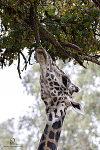 SacZoo_PH23_IMG_2599-Enhanced-NR.jpg