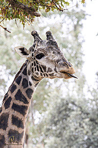 SacZoo_PH23_IMG_2616-Enhanced-NR.jpg