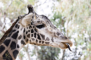 SacZoo_PH23_IMG_2618-Enhanced-NR.jpg