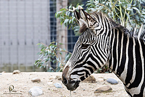 SacZoo_PH23_IMG_2627-Enhanced-NR.jpg