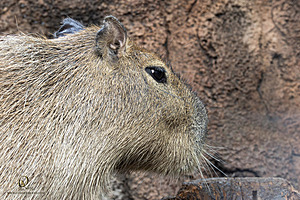 SacZoo_PH23_IMG_2655-Enhanced-NR.jpg