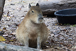 SacZoo_PH23_IMG_2658-Enhanced-NR.jpg