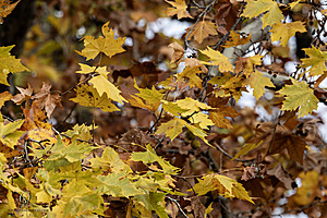 SacZoo_PH23_IMG_2714-Enhanced-NR.jpg