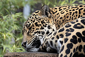 SacZoo_PH23_IMG_2718-Enhanced-NR.jpg