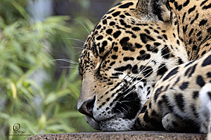 SacZoo_PH23_IMG_2719-Enhanced-NR.jpg