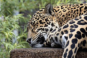 SacZoo_PH23_IMG_2723-Enhanced-NR.jpg