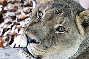SacZoo_PH23_IMG_2727-Enhanced-NR.jpg