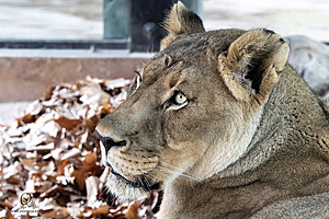 SacZoo_PH23_IMG_2750-Enhanced-NR.jpg