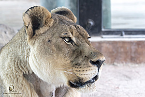 SacZoo_PH23_IMG_2762-Enhanced-NR.jpg