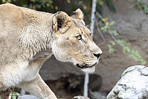 SacZoo_PH23_IMG_2765-Enhanced-NR.jpg