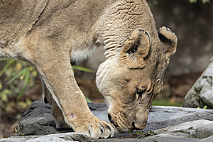 SacZoo_PH23_IMG_2784-Enhanced-NR.jpg