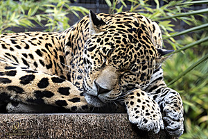 SacZoo_PH23_IMG_2817-Enhanced-NR.jpg