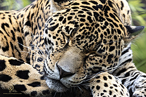 SacZoo_PH23_IMG_2820-Enhanced-NR.jpg