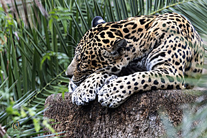 SacZoo_PH23_IMG_2821-Enhanced-NR.jpg