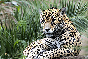 SacZoo_PH23_IMG_2842-Enhanced-NR.jpg