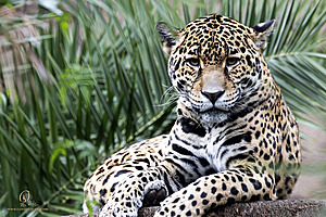 SacZoo_PH23_IMG_2856-Enhanced-NR.jpg