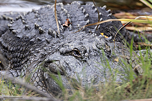SacZoo_PH23_IMG_2878-Enhanced-NR.jpg
