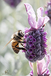 CVL_PH23_IMG_2132-Enhanced-NR.jpg