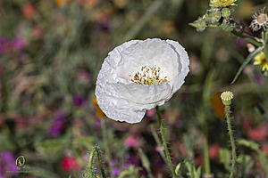 Filename=LT_PH23_IMG_8826.jpg
Filesize=217KiB
Dimensions=1200x800
Date added=Oct 18, 2023 LT_PH23_IMG_8826.jpg