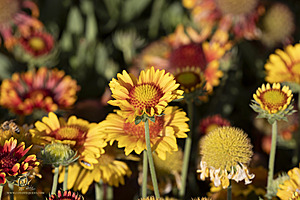 Filename=LT_PH23_IMG_8898.jpg
Filesize=278KiB
Dimensions=1200x800
Date added=Oct 18, 2023 LT_PH23_IMG_8898.jpg