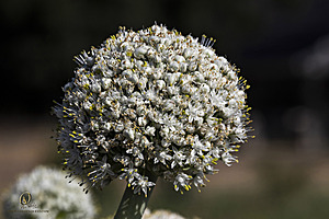 Filename=LT_PH23_IMG_8947.jpg
Filesize=292KiB
Dimensions=1200x800
Date added=Oct 18, 2023 LT_PH23_IMG_8947.jpg