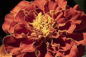 ZHR_PH23_IMG_2404-Enhanced-NR.jpg