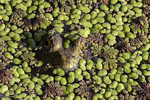 Filename=ZHR_PH23_IMG_4100-Enhanced-NR.jpg
Filesize=492KiB
Dimensions=1200x800
Date added=Oct 25, 2023 ZHR_PH23_IMG_4100-Enhanced-NR.jpg