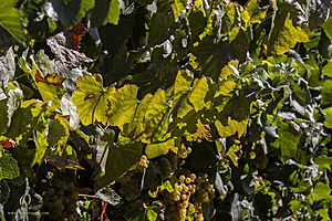 Filename=ZHR_PH23_IMG_4540-Enhanced-NR.jpg
Filesize=500KiB
Dimensions=1200x800
Date added=Oct 25, 2023 ZHR_PH23_IMG_4540-Enhanced-NR.jpg