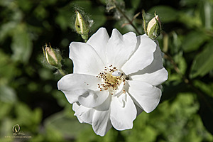 PW_PH24_IMG_4945-Enhanced-NR.jpg