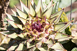 PW_PH24_IMG_5075-Enhanced-NR.jpg