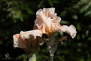 PW_PH24_IMG_5101-Enhanced-NR.jpg
