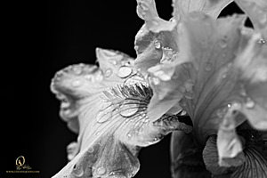 PW_PH24_IMG_5186-Enhanced-NR.jpg