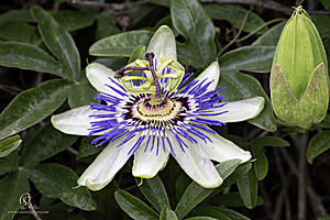 Filename=PW_PH24_IMG_5198-Enhanced-NR.jpg
Filesize=327KiB
Dimensions=1200x800
Date added=Jun 01, 2024 PW_PH24_IMG_5198-Enhanced-NR.jpg
