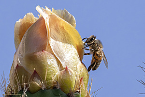 Filename=CLBL_PH23_IMG_6164-Enhanced-NR.jpg
Filesize=253KiB
Dimensions=1200x800
Date added=Jun 01, 2024 CLBL_PH23_IMG_6164-Enhanced-NR.jpg