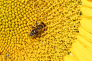 Filename=M3_PH24_IMG_8744-Enhanced-NR.jpg
Filesize=516KiB
Dimensions=1200x800
Date added=Jun 29, 2024 M3_PH24_IMG_8744-Enhanced-NR.jpg