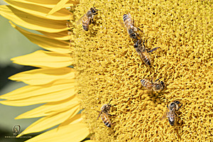 Filename=M3_PH24_IMG_8973-Enhanced-NR.jpg
Filesize=471KiB
Dimensions=1200x800
Date added=Jun 29, 2024 M3_PH24_IMG_8973-Enhanced-NR.jpg