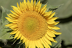 Filename=M3_PH24_IMG_9000-Enhanced-NR.jpg
Filesize=406KiB
Dimensions=1200x800
Date added=Jun 29, 2024 M3_PH24_IMG_9000-Enhanced-NR.jpg
