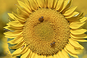 Filename=M3_PH24_IMG_9009-Enhanced-NR.jpg
Filesize=499KiB
Dimensions=1200x800
Date added=Jun 29, 2024 M3_PH24_IMG_9009-Enhanced-NR.jpg