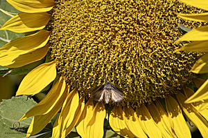 Filename=M3_PH24_IMG_9211-Enhanced-NR.jpg
Filesize=553KiB
Dimensions=1200x800
Date added=Jun 29, 2024 M3_PH24_IMG_9211-Enhanced-NR.jpg