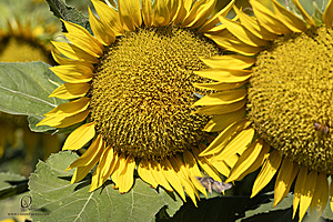 Filename=M3_PH24_IMG_9220-Enhanced-NR.jpg
Filesize=514KiB
Dimensions=1200x800
Date added=Jun 29, 2024 M3_PH24_IMG_9220-Enhanced-NR.jpg