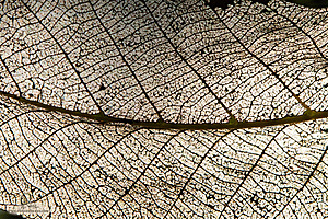 Filename=MO_PH24_IMG_6109-Enhanced-NR.jpg
Filesize=835KiB
Dimensions=1200x800
Date added=Sep 08, 2024 MO_PH24_IMG_6109-Enhanced-NR.jpg
